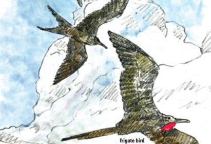 frigate bird