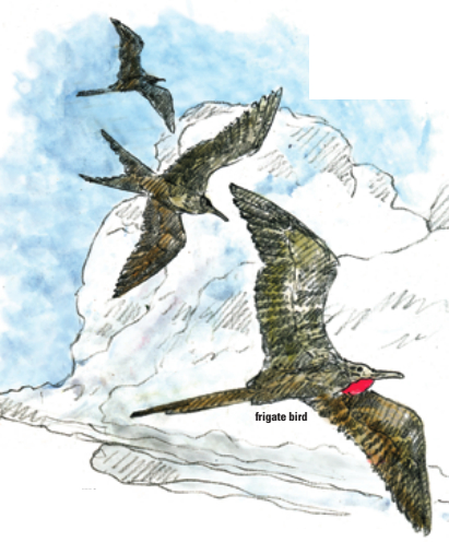 frigate bird