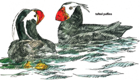 tufted puffins