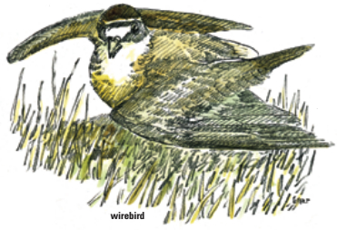 wirebird