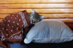 Avoid putting clothes with zippers or buttons in the cushion covers. Sarongs and skirts work best — just ask Izzy.