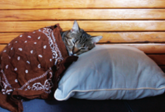 Avoid putting clothes with zippers or buttons in the cushion covers. Sarongs and skirts work best — just ask Izzy.