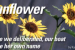 Picture of sunflowers
