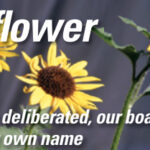 Picture of sunflowers