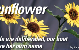 Picture of sunflowers