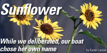 Picture of sunflowers