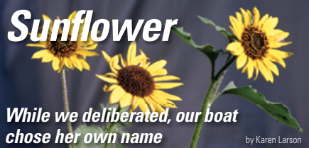 Picture of sunflowers