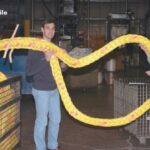 Eye splices come in all sizes. While touring the Samson plant in Ferndale, Washington, Karen Larson observed that her C&C 30 could use some new docklines. Manufacturing engineer, Mike Edwards suggested “a little something in yellow and pink.”