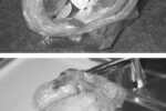 The bait is citrus fruit, top. Once you’ve attracted the fruit flies, bottom, drown them and reset your trap.