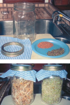 Bean sprouts are easy, nutritious, and fun to grow. From the seed stage, top photo, the sprouts grow in 3 to 5 days to the eating stage, bottom photo. You can almost watch them grow. Bean sprouts are a welcome addition in any kind of salad and many sandwiches.