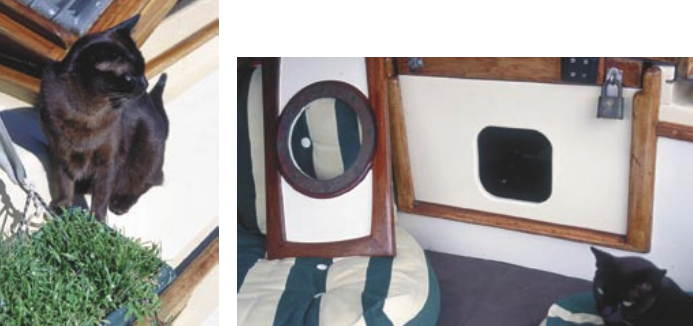 Fletcher, below, a brown Burmese from Cape Town, is Cooee’s ship cat. She grazes on potted grass daily. Jill has made a special hatchboard with a cat hole cutout, below right, just for Fletcher.