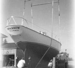 Picture of Sparrow