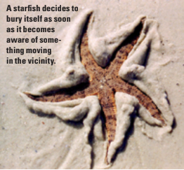 A starfish decides to bury itself as soon as it becomes aware of something moving in the vicinity.