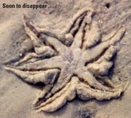 Starfish hiding in sand