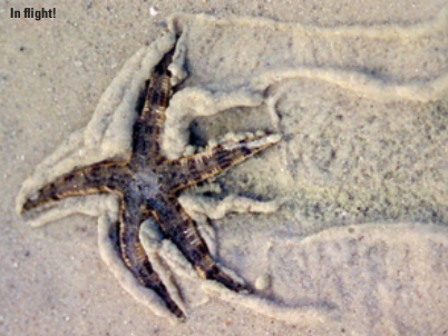Starfish in flight!