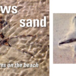 First sign of the starfish emerging in the shallows, at left. Coming to the surface after the tide recedes, above.