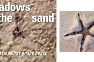 First sign of the starfish emerging in the shallows, at left. Coming to the surface after the tide recedes, above.