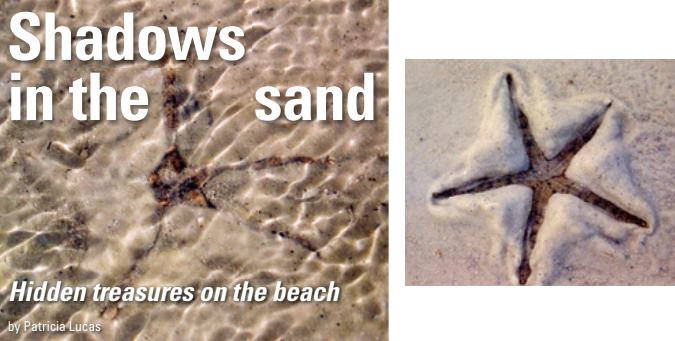 First sign of the starfish emerging in the shallows, at left. Coming to the surface after the tide recedes, above.