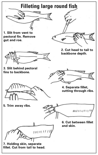 Filleting large round fish diagram