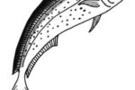 Male dorado