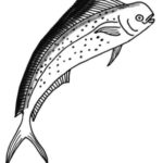 Male dorado