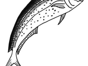 Male dorado