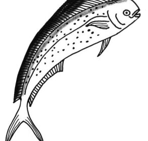 Male dorado
