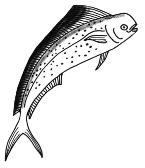 Male dorado