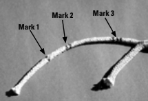 Step 3. Pull the cover back, exposing more of the core. From the first band, measure one half fid length toward the knot or fid. Mark this with two bands (Mark 2). Measure one short fid length from the double band toward the knot or fid and mark with three bands (Mark 3).