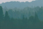 Picture of a treeline