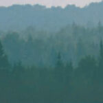 Picture of a treeline