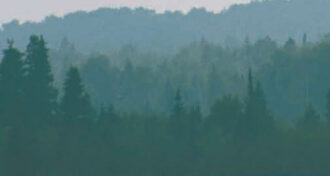 Picture of a treeline