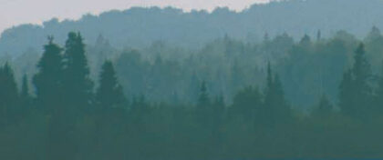 Picture of a treeline