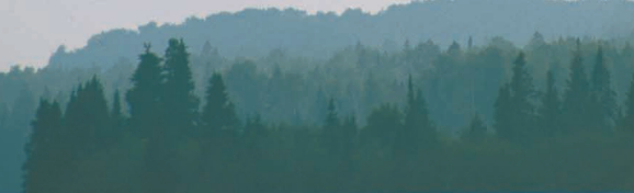Picture of a treeline