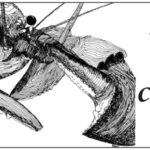 Title card with a lobster