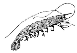 drawing of a prawn or shrimp