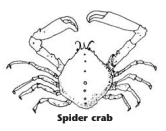 Spider crab