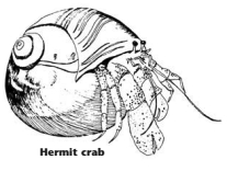 Hermit crab