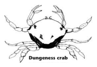Dungeness crab