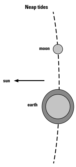 Neap tides occur when the moon is in its first or last quarter and produce smaller ranges of tides because the sun and the moon are attracting the earth’s waters at right angles to each other.