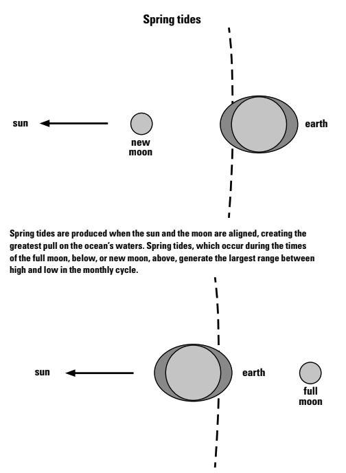 Spring tides are produced when the sun and the moon are aligned, creating the greatest pull on the ocean’s waters. Spring tides, which occur during the times of the full moon, below, or new moon, above, generate the largest range between high and low in the monthly cycle.