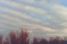 Stratocumulus (undulatus) not formed by the spreading out of cumulus.