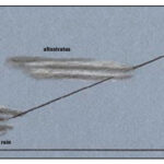 Weather front diagram