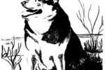 Drawing of a dog