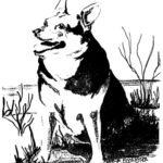 Drawing of a dog