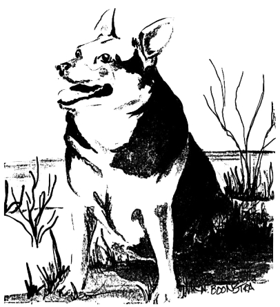 Drawing of a dog