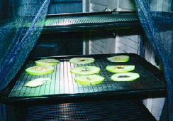 Oven-drying apples.