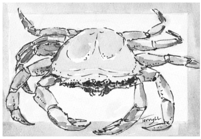 Drawing of a crab