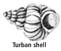 Turban shell