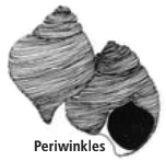 Periwinkles